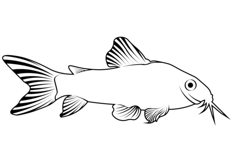 Bronze Corydoras (Corydoras Aeneus) Coloring Page